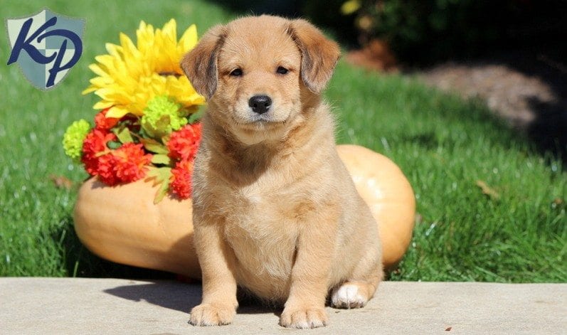 shiba inu mini poodle mix