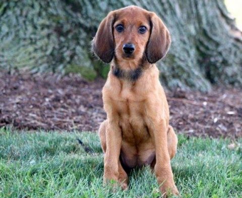 Redbone Coonhound Mix