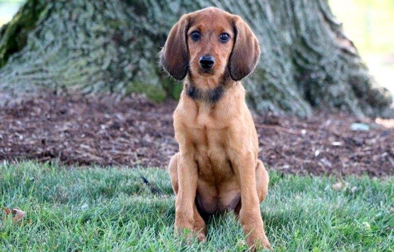 redbone coonhound adoption