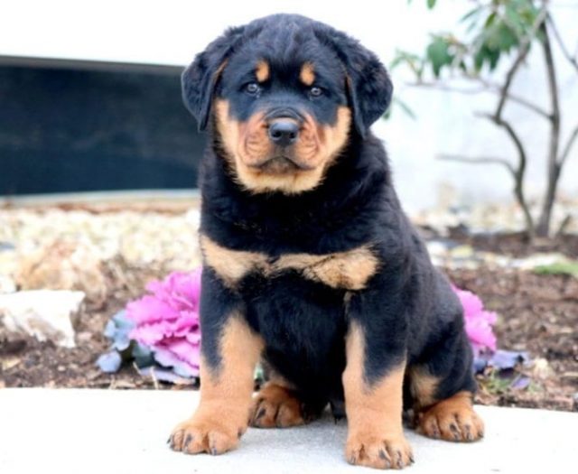 miniature rottweiler puppies