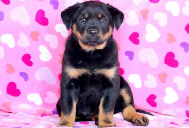 Rottweiler Mix puppies for sale