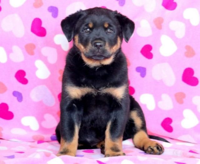 Rottweiler Mix