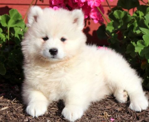 Samoyed