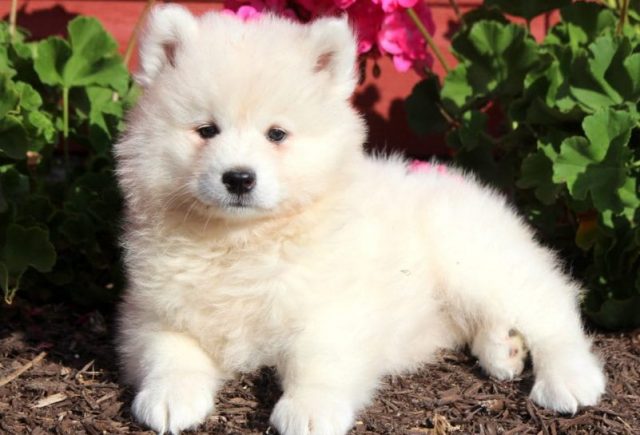 samoyed puppies for sale