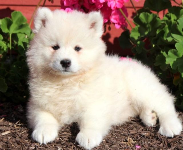 samoyed puppies for sale