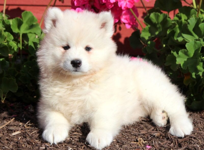 samoyed husky mix