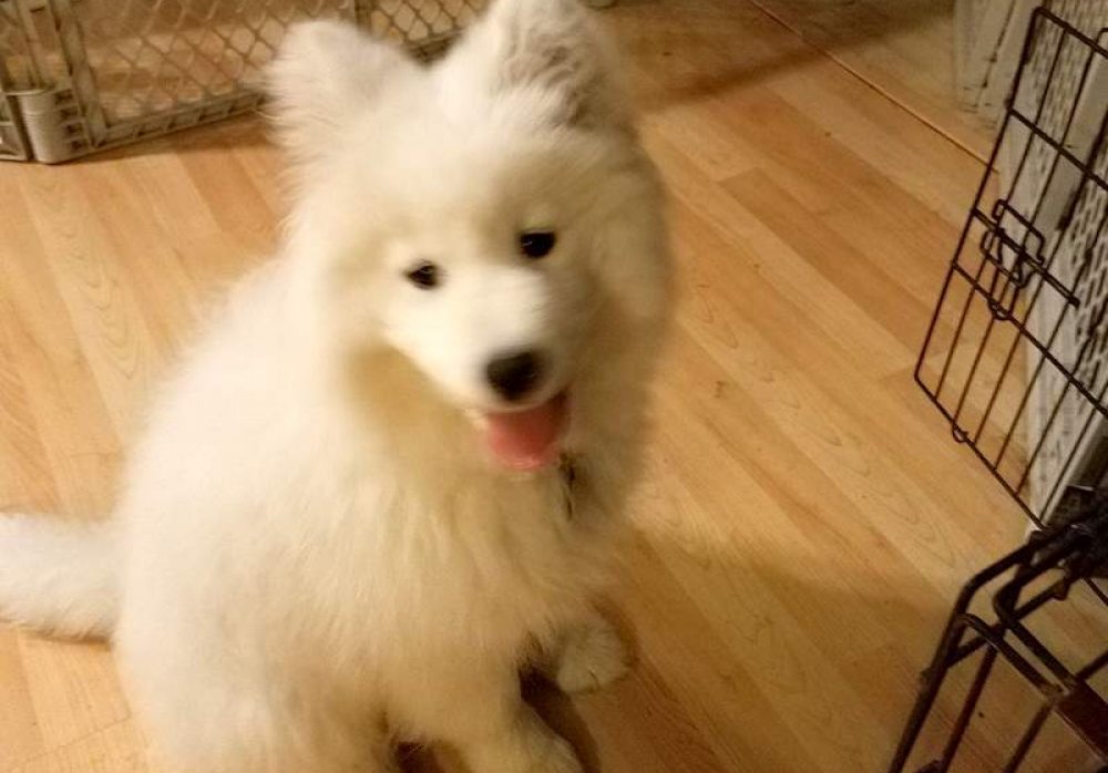 Samoyed Testimonial