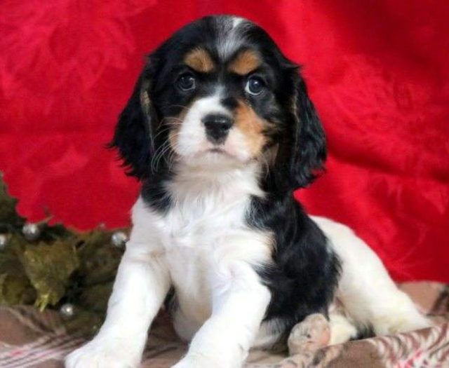 Cocker Spaniel Puppies For Sale Puppy Adoption Keystone Puppies