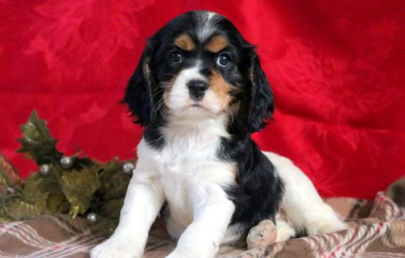 Cockalier Puppies For Sale | Puppy 