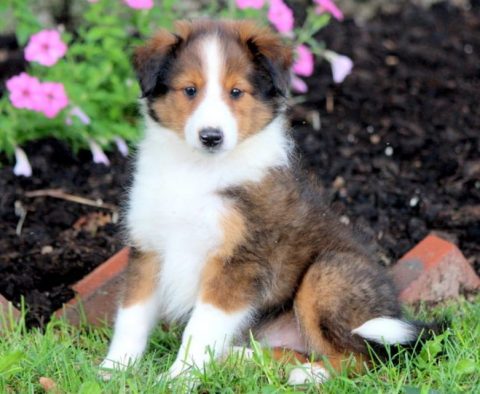 Shetland Sheepdog