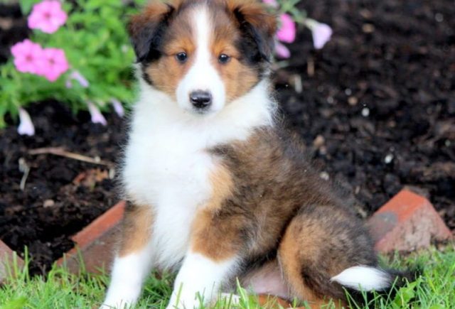 Shetland Sheepdog puppies for sale