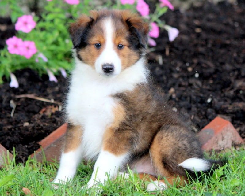 sheltie lab mix puppies