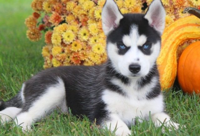 Siberian Husky puppies for sale