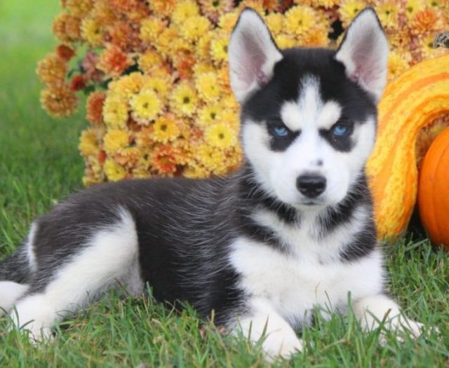 Siberian Husky puppies for sale