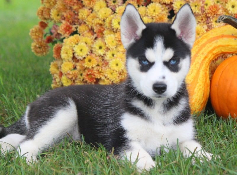 best place to buy husky puppies