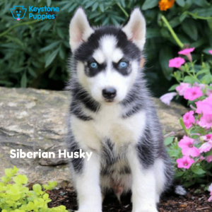 Siberian-Husky-Dog-healthy-responsibly-bred-Pennsylvania