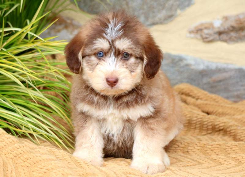 australian husky poodle mix