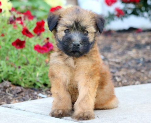 Soft Coated Wheaten Terrier