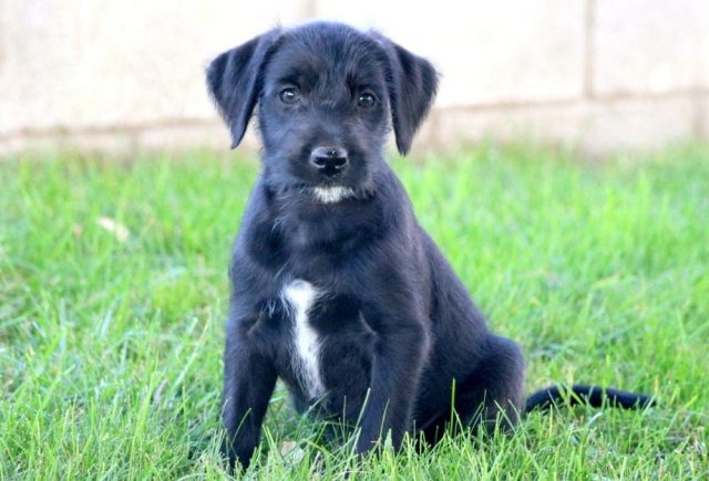 Soft-Coated-wheaten-terrier-mix.jpg