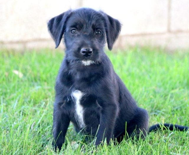  Soft Coated Wheaten Terrier Mix