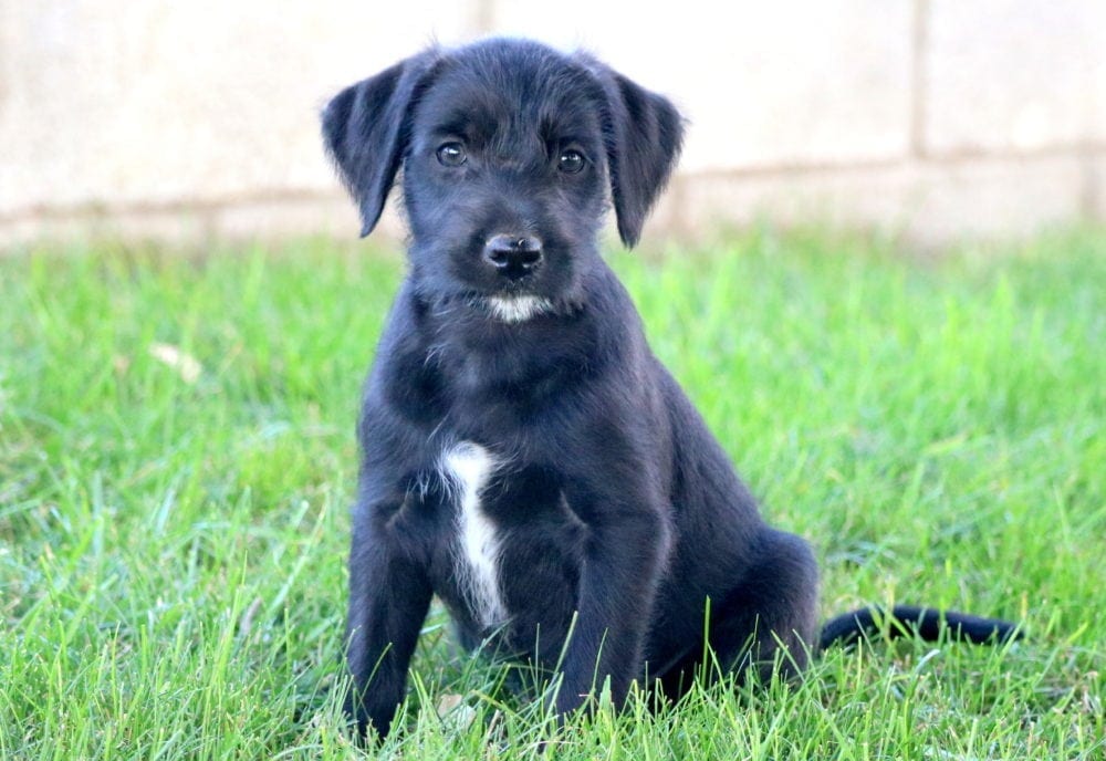 wheaten terrier corgi mix