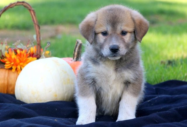 Sparkle-Anatolian-Shepherd-Mix.jpg