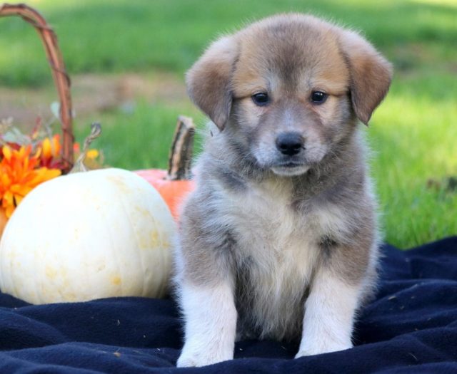 Anatolian Shepherd Mix