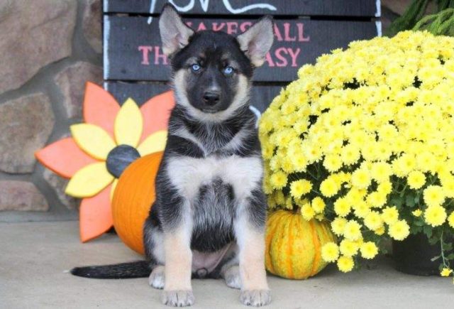 gerberian shepsky puppies for sale