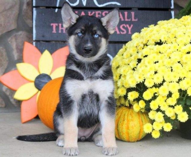 gerberian shepsky puppies for sale