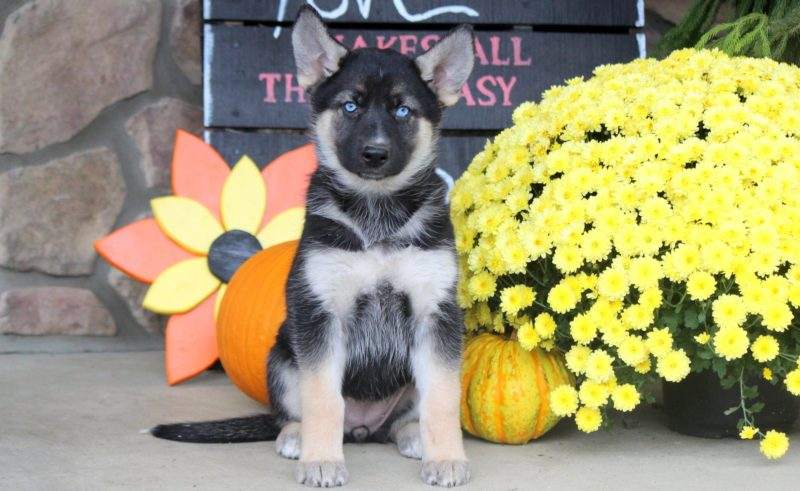 Gerberian Shepsky Puppies For Sale 