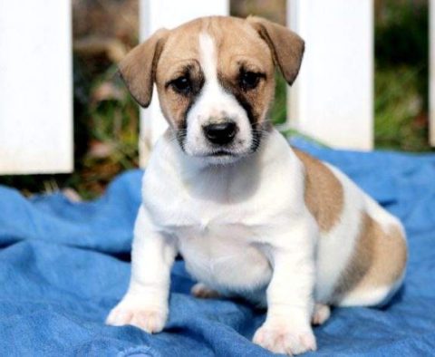 Jack Russell Terrier