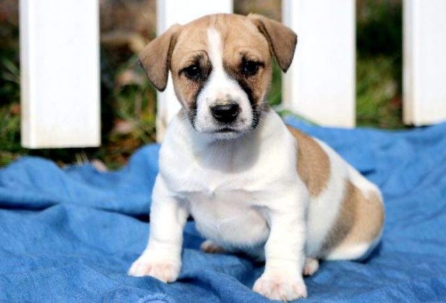 Jack Russell Terrier puppies for sale