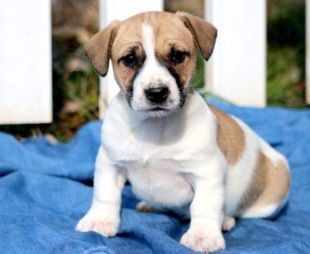 Jack Russell Terrier puppies for sale