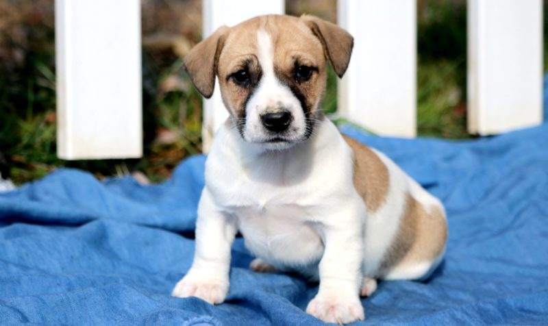 jack russell pitbull mix puppy