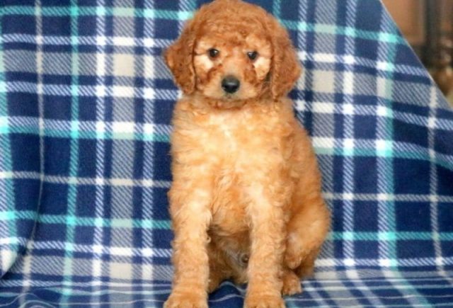 standard poodle puppies for sale