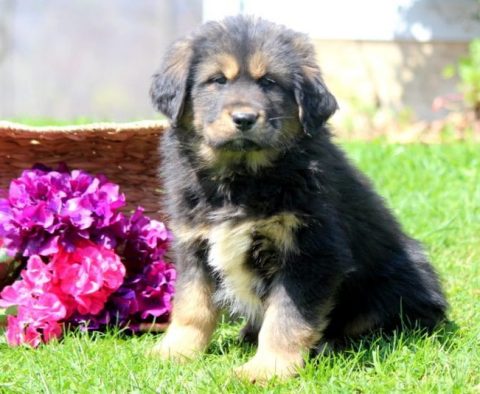 Tibetan Mastiff