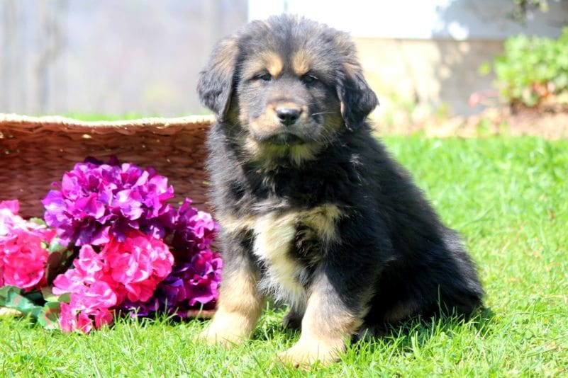 tibetan mastiff mix