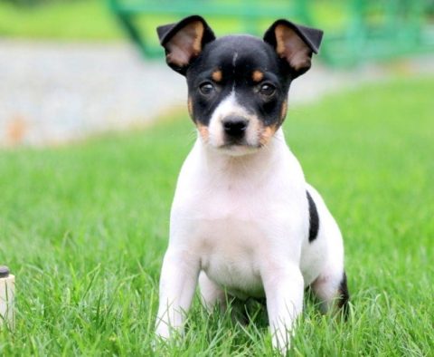 Fox Terrier