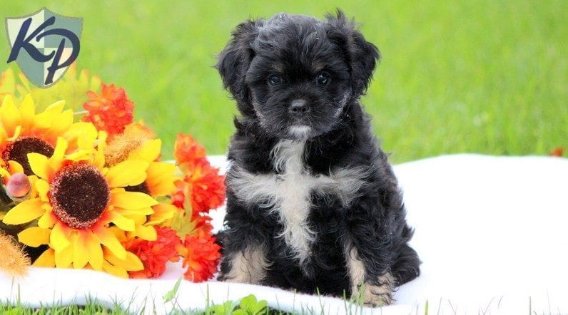 japanese chin poodle mix for sale