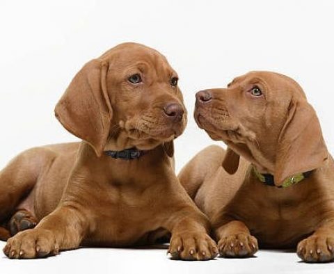 Vizsla