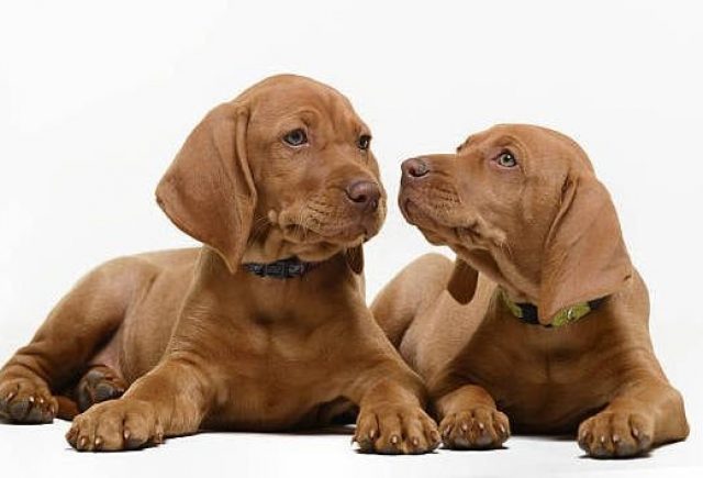 Tivoliz Vizslas, Vizsla Breeder in Gaithersburg, Maryland