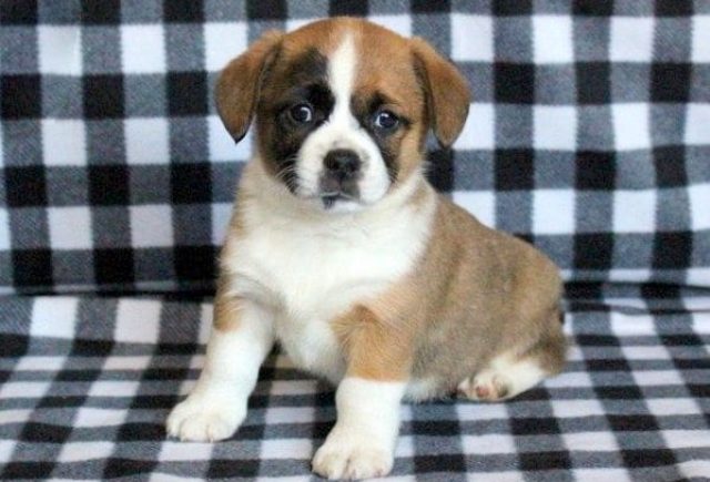 welsh corgi mix puppies for sale