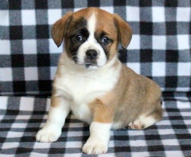 welsh corgi mix puppies for sale