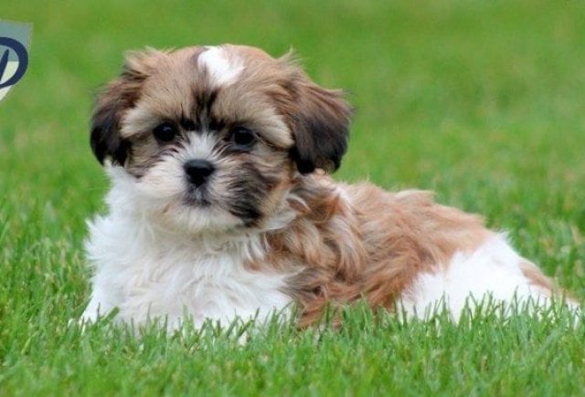 havanese mix for sale