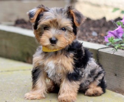 Yorkie Mix