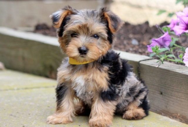 yorkie mix puppies for sale