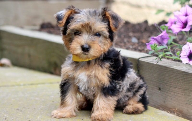 teddy bear yorkie mix