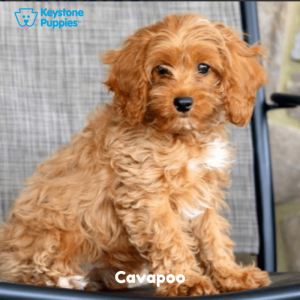 Cavapoo-Dog-healthy-responsibly-bred-Pennsylvania