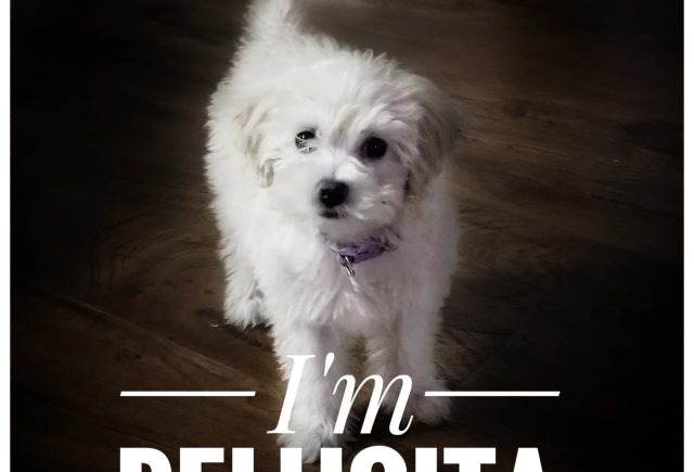 Maltipoo