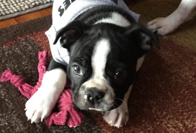 We love our Boston Terrier from Keystone Puppies